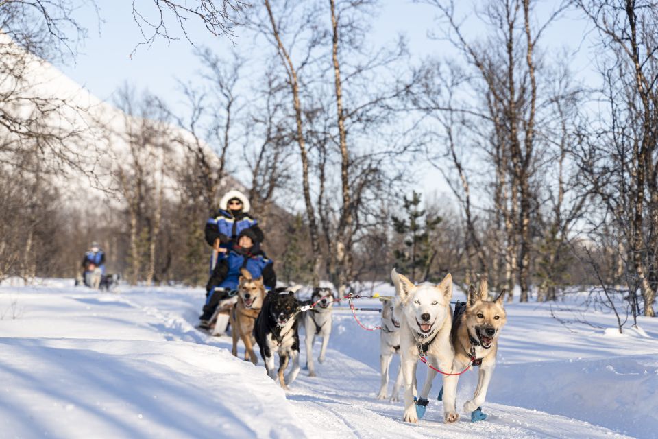 From Tromsø: Fun and Easy Dog Sledding Adventure - Customer Reviews