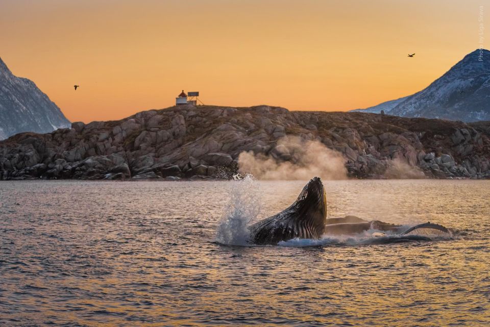 From Tromsø: Overnight Northern Lights & Whale Watching Tour - Inclusions and Amenities