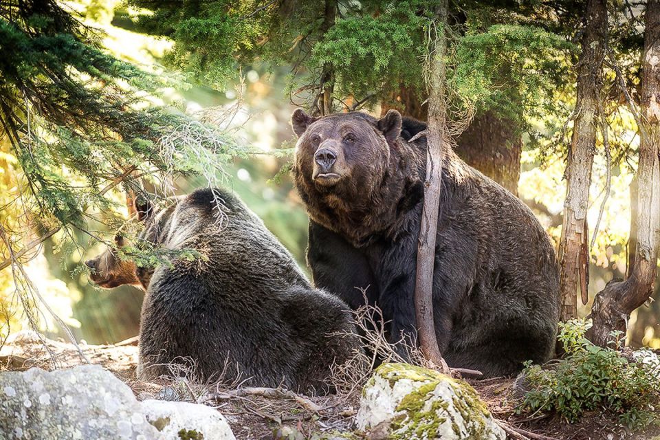 From Vancouver: Capilano Suspension Bridge & Grouse Mountain - Booking and Reservation Information