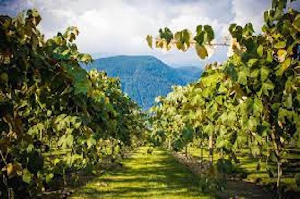 From Vancouver: Half-Day Fraser Valley Wine Tour - Highlights