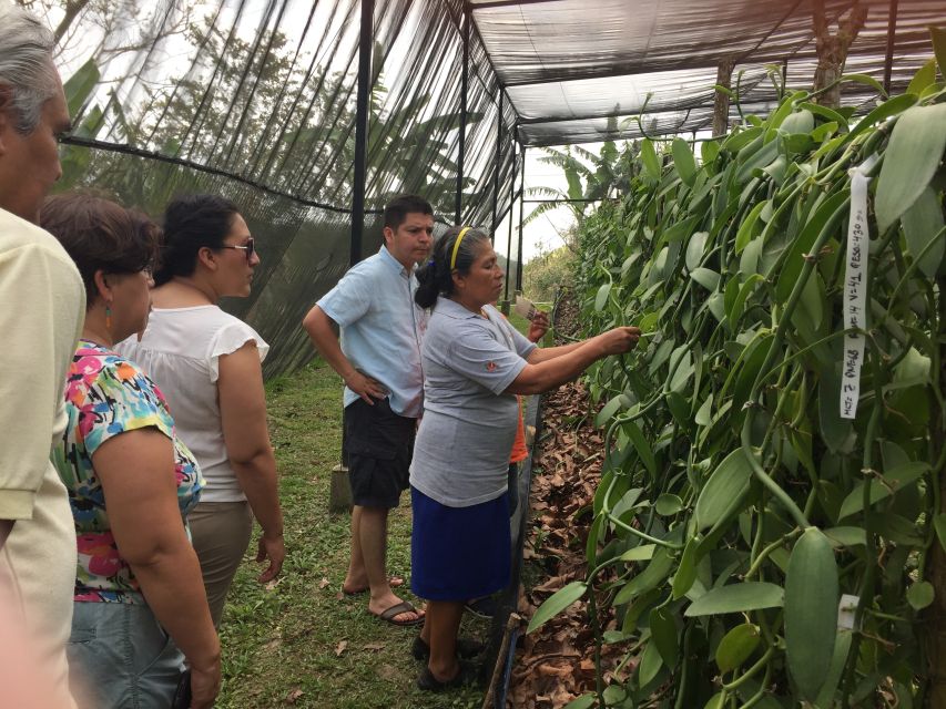 From Veracruz: Tajin Day Trip With Vanilla Factory Visit - Reviews & Feedback