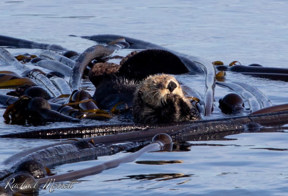 From Victoria: Whale Watching 3-Hour Trip on Covered Boat - Customer Reviews Summary