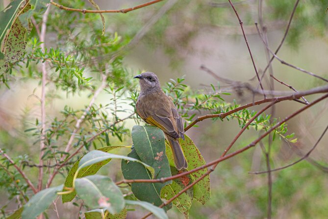 Full Day Birdlife Tour in Bribie Island - Pricing Information