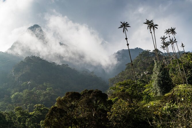 Full Day Climbing the Cocora Valley With Lunch - Pricing, Booking, and Guarantee