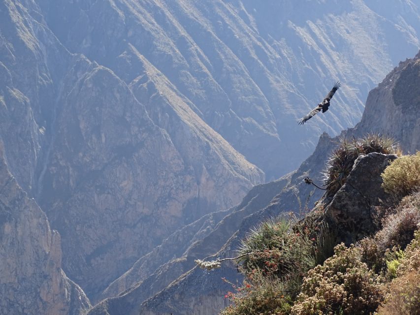 Full-Day Colca Canyon Tour From Arequipa - Guide and Transportation Review