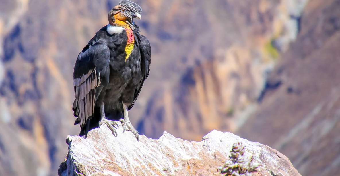 Full-Day Condor Viewpoint & Inca Sites Tour - Additional Information