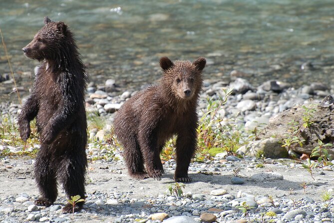 Full Day Grizzly Bear Tour to Bute Inlet - Departure Details