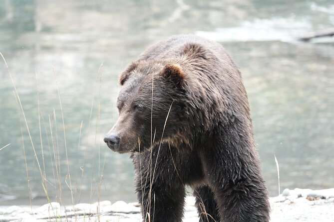 Full Day Grizzly Bear Tour to Toba Inlet - Additional Information