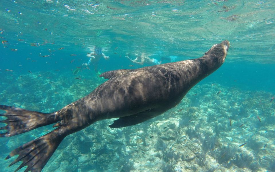 Full-Day Guided Tour Espíritu Santo Island & Sea Lions - Small Group Experience Details