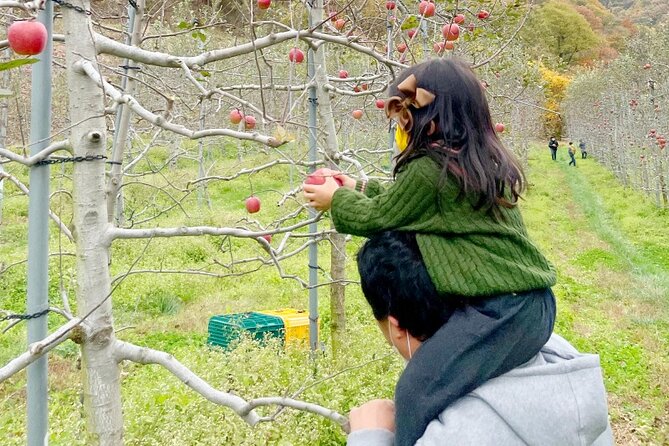 Full-Day Korean Orchard Tour With Lunch[Depart From Busan] - Participant Requirements and Restrictions