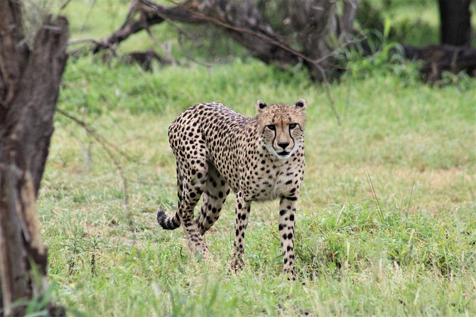 Full Day Kruger National Park - Safety Precautions