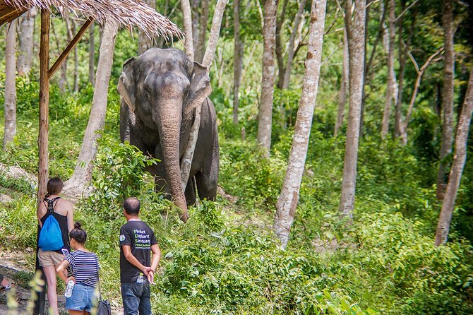 Full-Day Phuket Elephant Sanctuary Tour With Lunch and Dinner - Booking Information