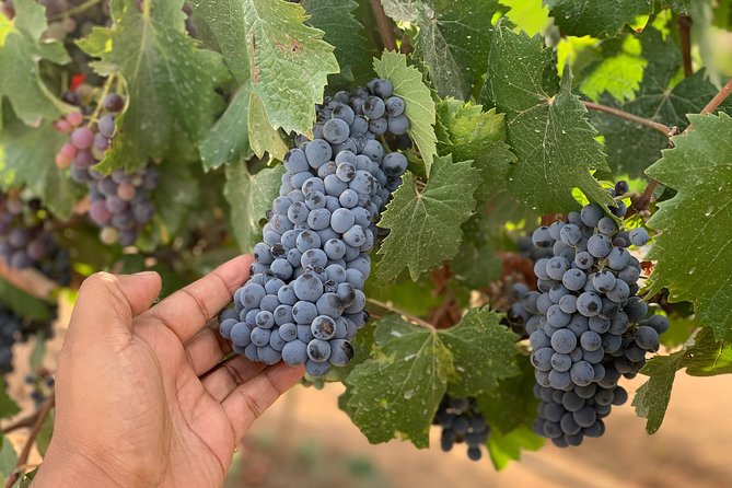 Full-Day Private Tour With Wine Tasting From Ensenada - Common questions