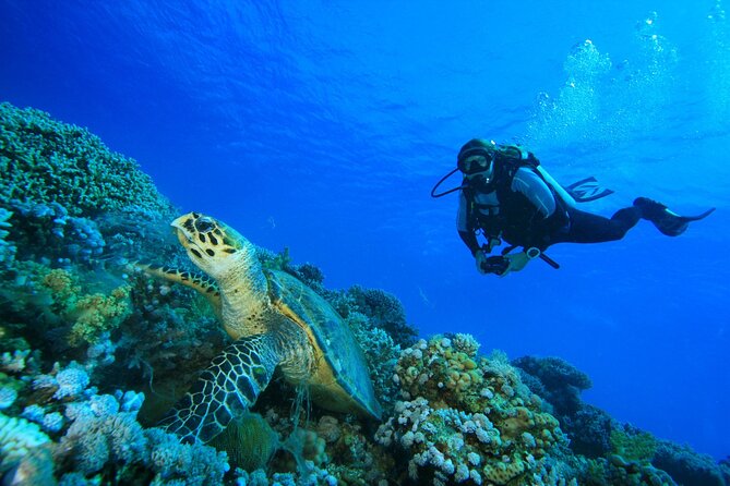 Full-Day Racha Yai Private Scuba Diving Course From Phuket - Dive Experience Insights