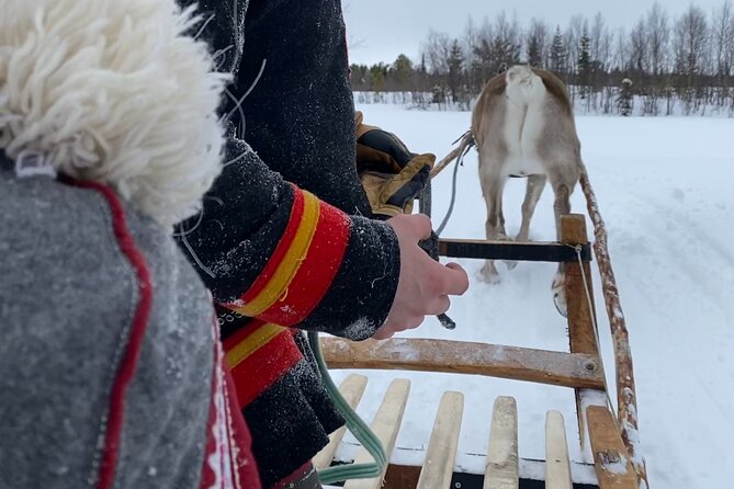 Full-Day Reindeer Tour With Pickup in Kiruna - International Reviews