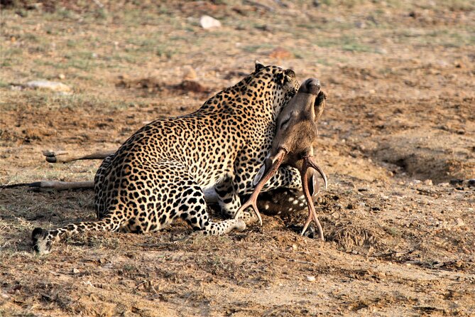 Full Day Safari Tour in Yala National Park - Traveler Reviews