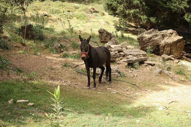 Full-Day Samaria Gorge Private Hiking Tour - Safety Considerations