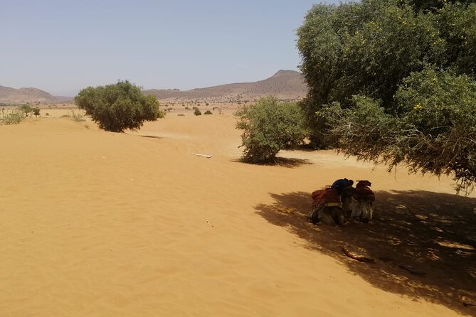 Full Day Small Desert Tour With Lunch From Agadir - Traveler Photos and Reviews