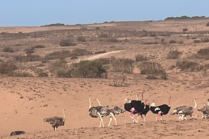 Full Day to Small Desert From Agadir - Activity Options