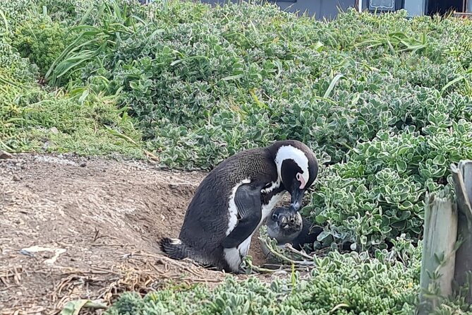 Full-Day Tour Stony Point Penguin Colony at Bettys Bay (Up to 10 Persons) - Terms & Conditions