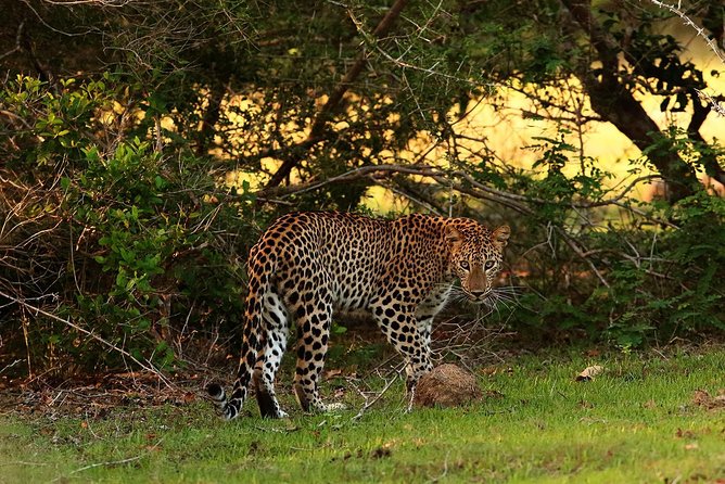 Full Day Wilpaththu National Park Safari (All Inclusive) - Common questions