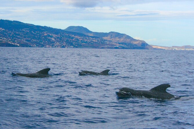 Funchal Islas Desertas Speedboat Half-Day Tour  - Madeira - Meeting and Departure