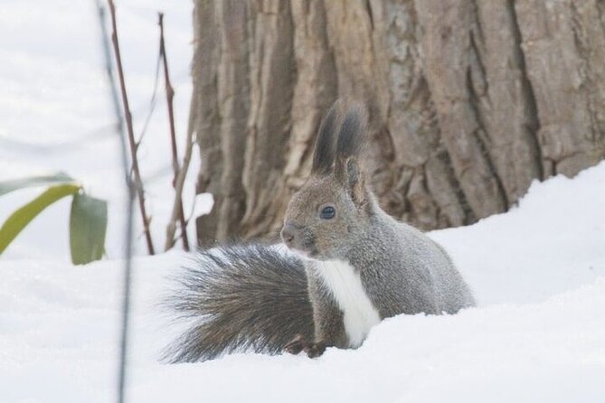 Furepe Waterfall Snowshoe and Wildlife Watching Activity - Directions to Furepe Waterfall