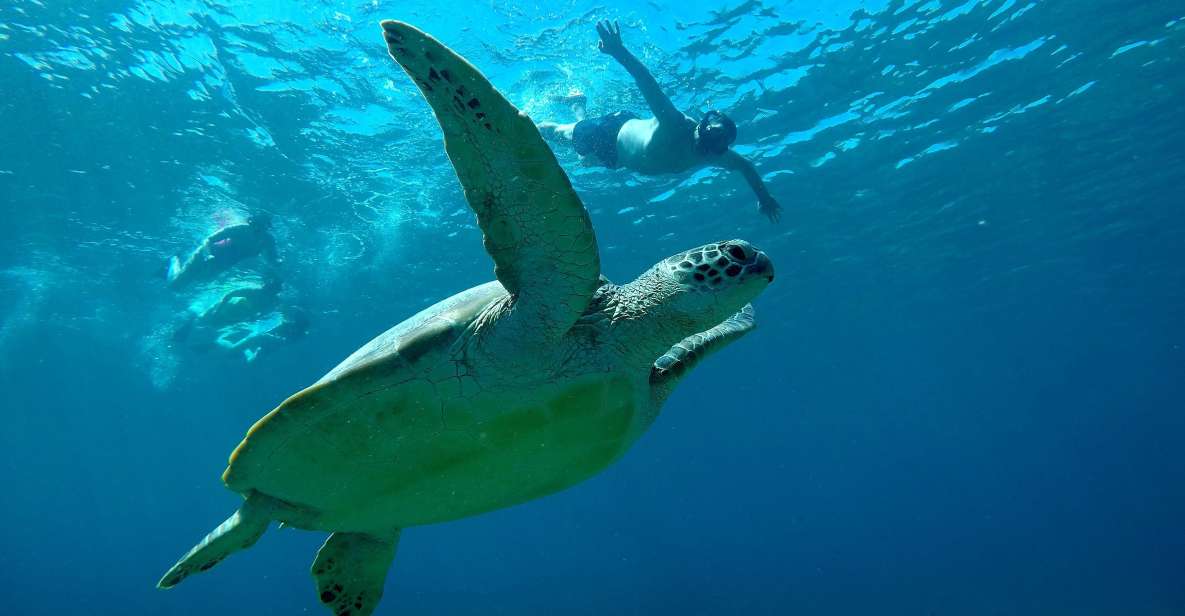 Gili Cheap Snorkeling Tour - Marine Life Encounter