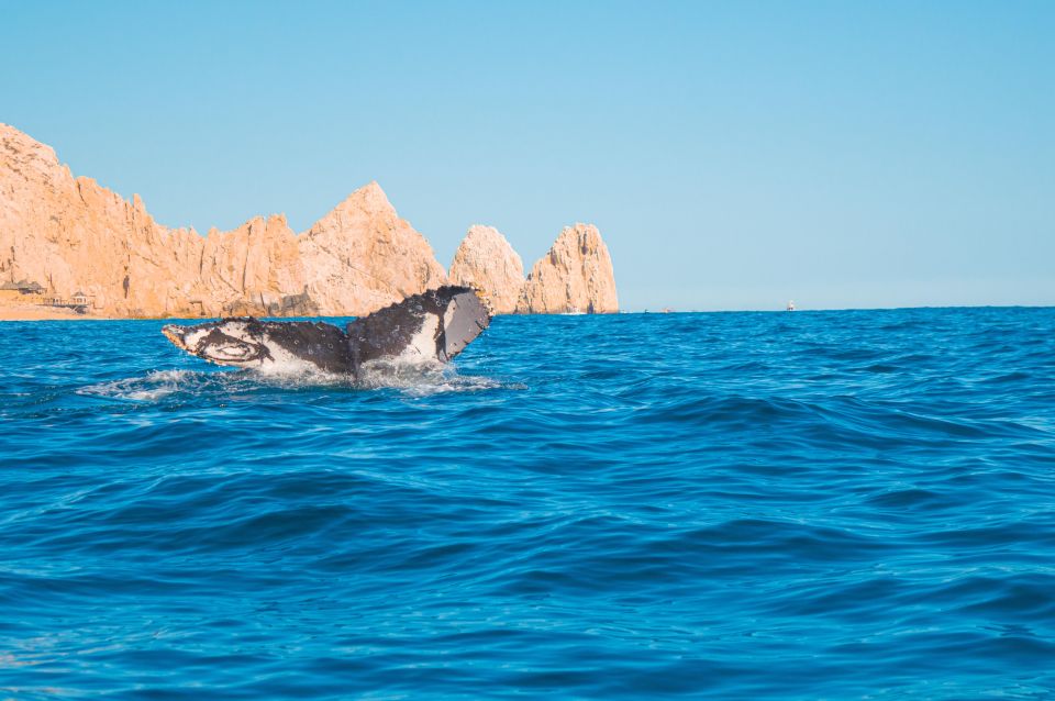 Glass Bottom Boat Whale Watching - Detailed Description