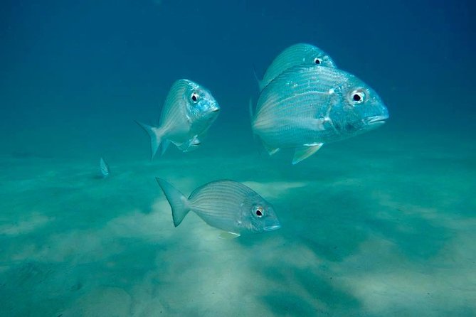 Gold Coast Try-Scuba Experience at Wave Break Island - Booking and Preparation Instructions