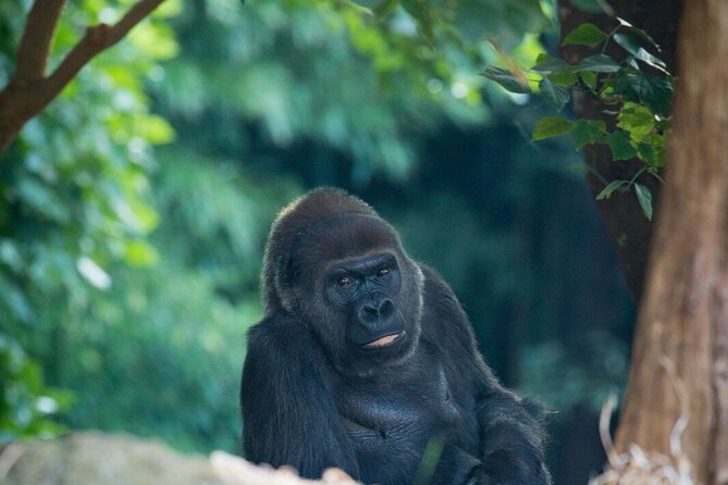 Gorilla Experience at Melbourne Zoo - Excl. Entry - Accessibility Information