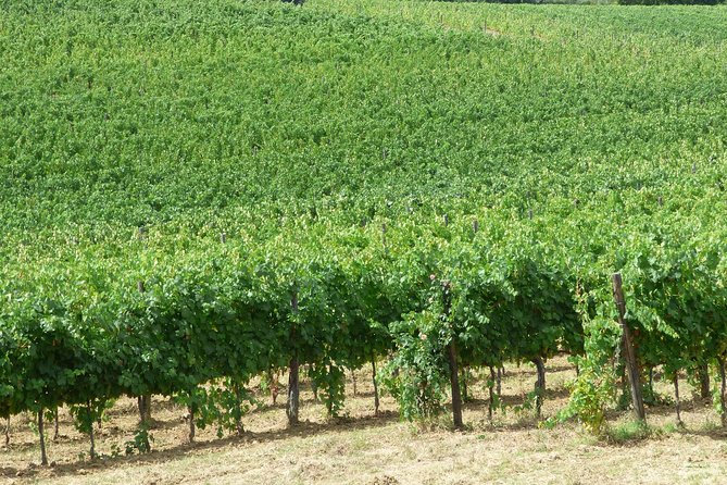 Gourmet Wine Tour San Gimignano Wine Tasting - San Quirico Winery - Reviews and Pricing