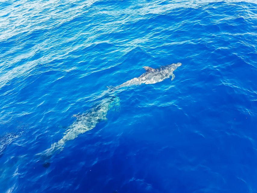 Gran Canaria: Catamaran Dolphin Watch Cruise With Snorkeling - Customer Experiences Shared