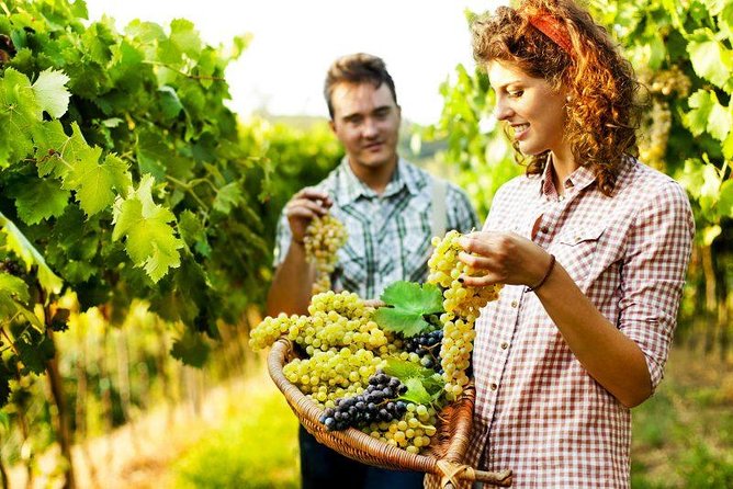 Grape Stomping in Tuscan Farmhouse From Florence - What to Expect