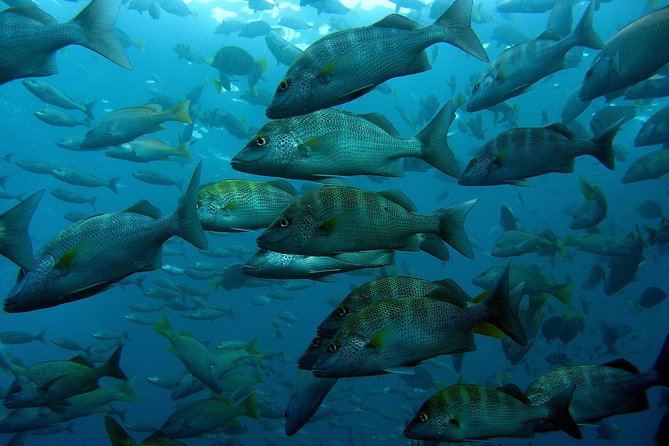 Guided by Divemaster, Cabo San Lucas Short Snorkeling Tour MANTA - Customer Feedback and Reviews