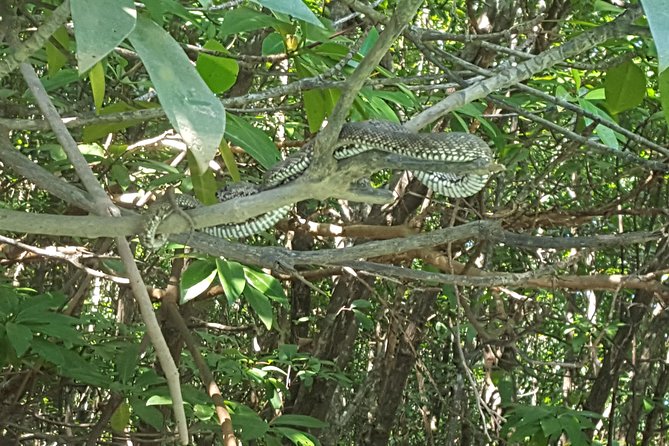 Guided Kayak Tour of Khao Lak Mangroves - Reviews, Traveler Photos, and Questions