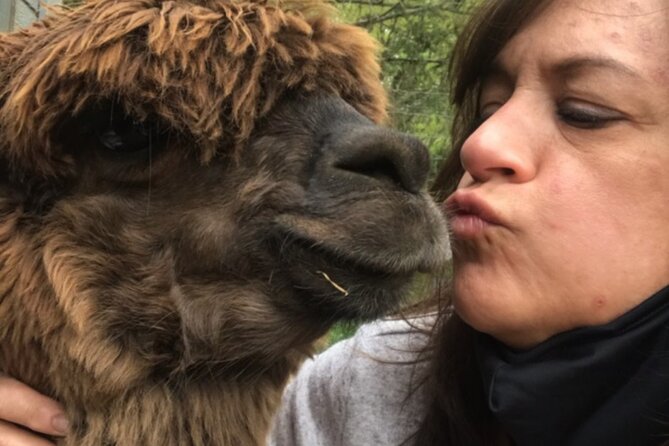 Guided Lilymoore Alpaca Farm Tour - Cancellation Policy