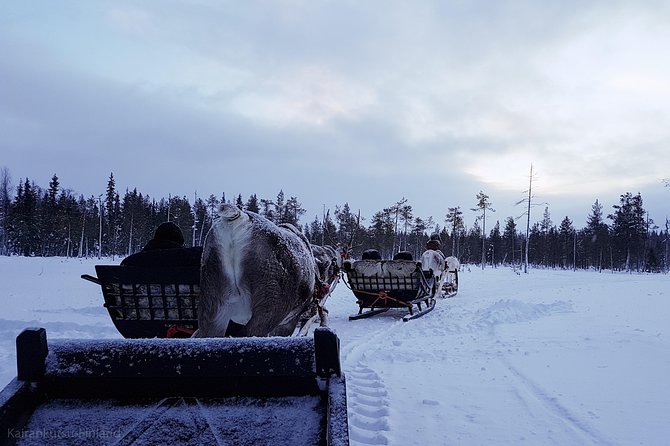 4 guided reindeer farm visit and one hour sledge safari Guided Reindeer Farm Visit and One Hour Sledge Safari