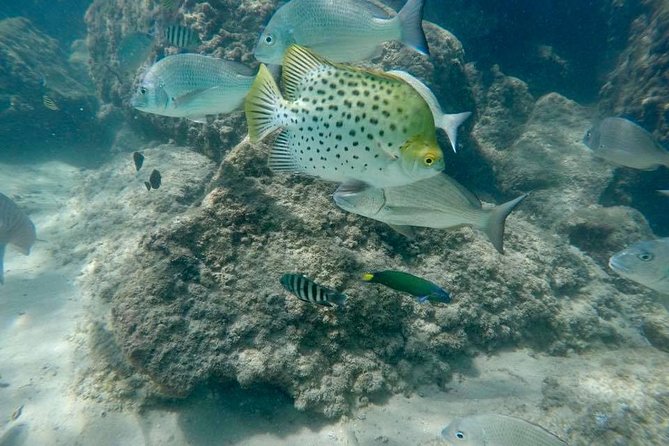 Guided Snorkel With Fish Tour at Wavebreak Island, Gold Coast - Accessibility Information