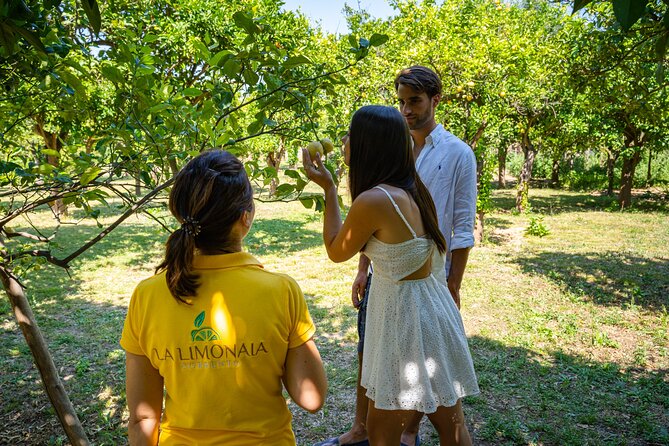 Guided Tour of a Historic Lemon Grove in Sorrento - Cultural Insights