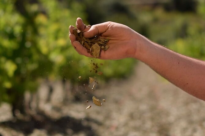 Guided Tour With a Winemaker: From the Vine to the Glass... - Winemaking Process