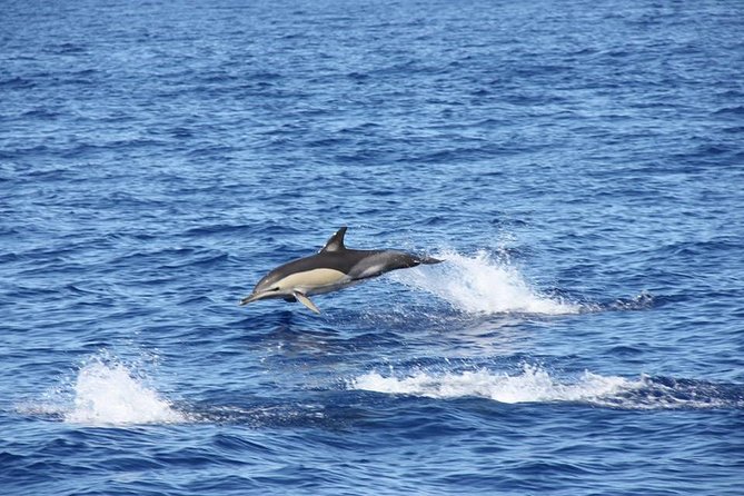 Half-Day Catamaran Trip From Funchal - Logistics Information