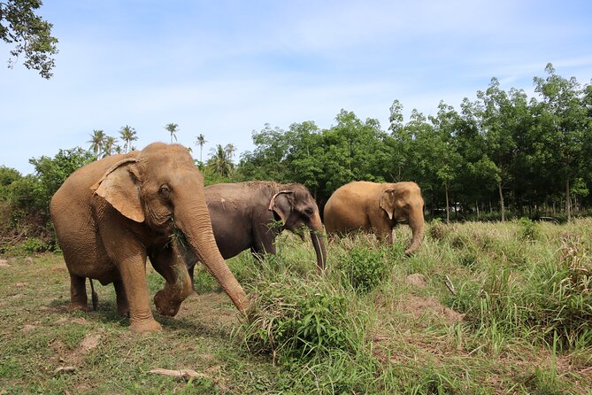 Half Day Elephant Home Sanctuary in Samui - Inclusions and Logistics for Visitors