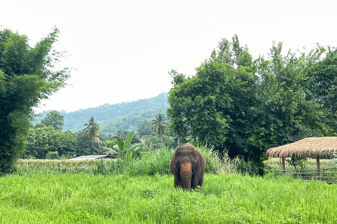 Half-Day Elephant Rescue Center Experience in Chiang Mai - Traveler Feedback