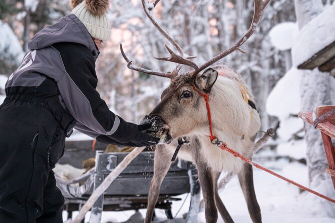 Half-Day Experience in Local Reindeer Farm in Lapland - Farm Location and Activities