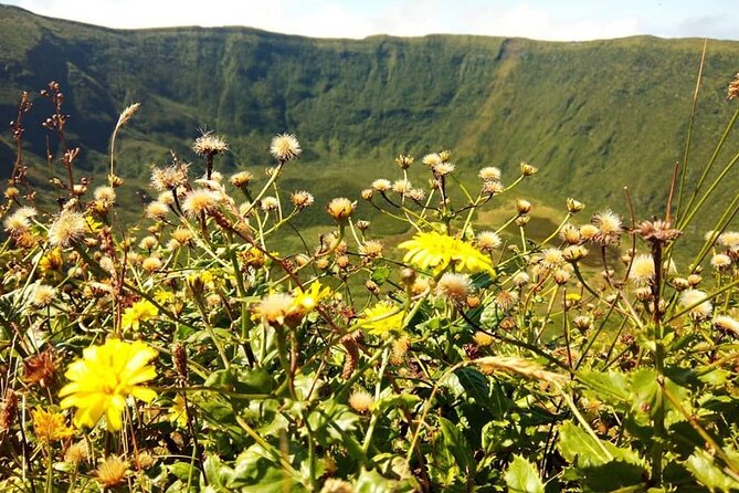 Half Day Faial Island Tour -Local Biologist - Volcanoes and Viewpoints Visit