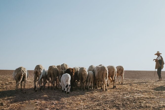 Half Day in Agafay Desert With Camel Ride, Quad Biking and Dinner Nomad Tent - Copyright Information