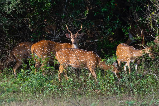 Half Day Jeep Safari In Yala National Park - Cancellation Policy