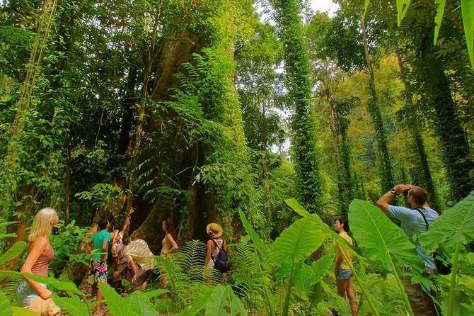 Half-Day Jungle Tour Including Crystal Pool and Krabi Hot Springs - Krabi Hot Springs Visit