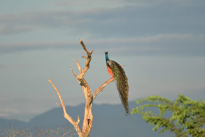 Half-Day Kumana National Park Private Safari With Pickup - Reviews and Ratings